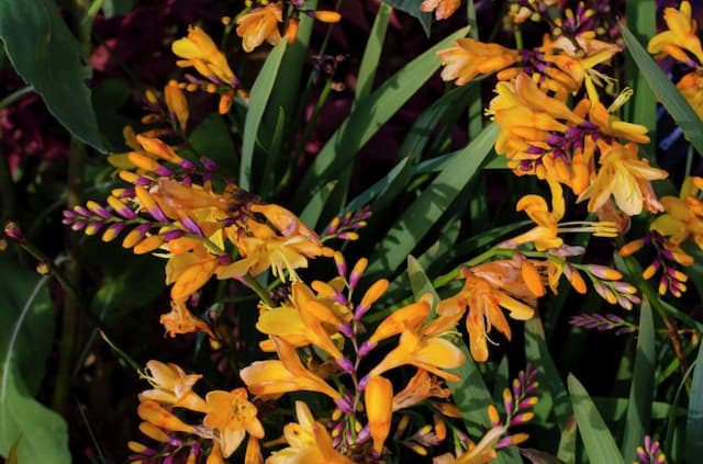 Montbretia 'Columbus'