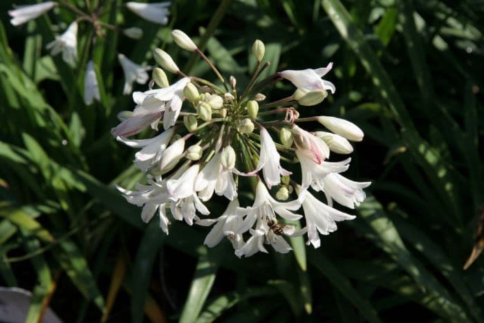 bell agapanthus 'Wendy'