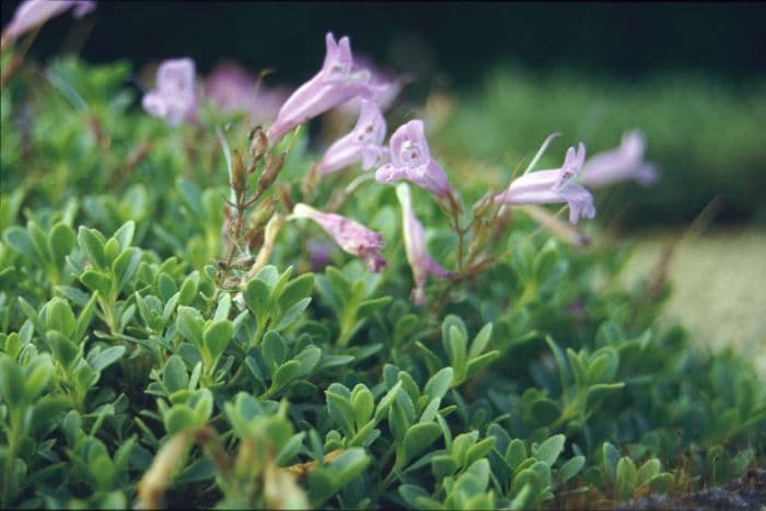 penstemon 'Diamond Lake'