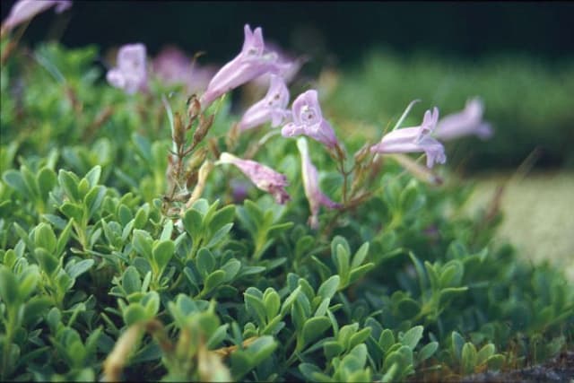 Penstemon 'Diamond Lake'