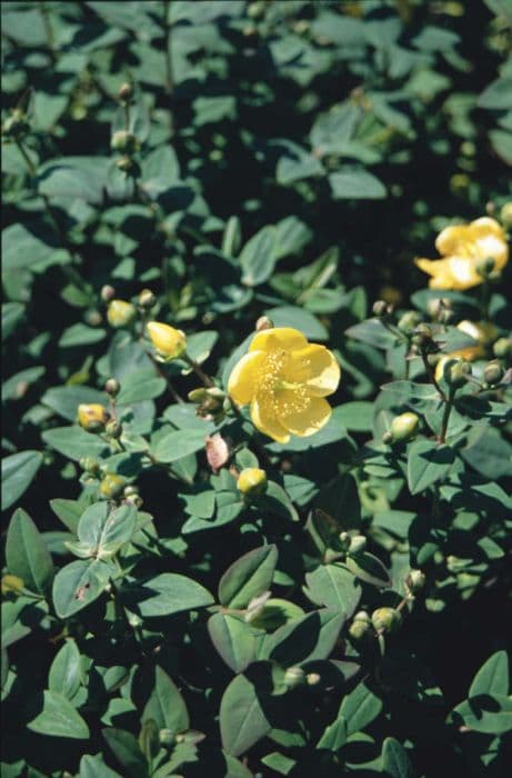 Forrest St John's wort