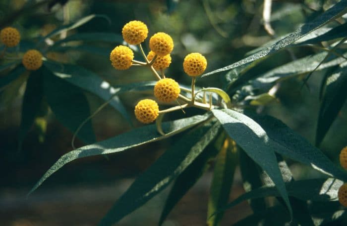 orange ball tree