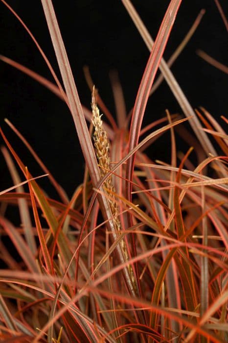 red hook sedge 'Belinda's Find'