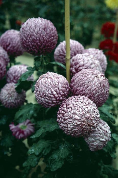 chrysanthemum 'Stockton'