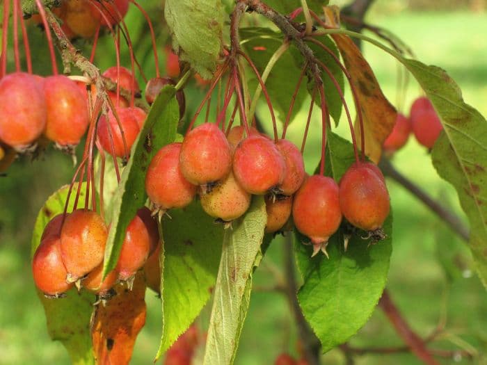 Pratt's crab apple