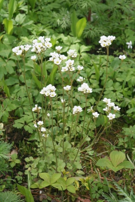 meadow saxifrage