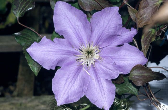 clematis 'Lasurstern'