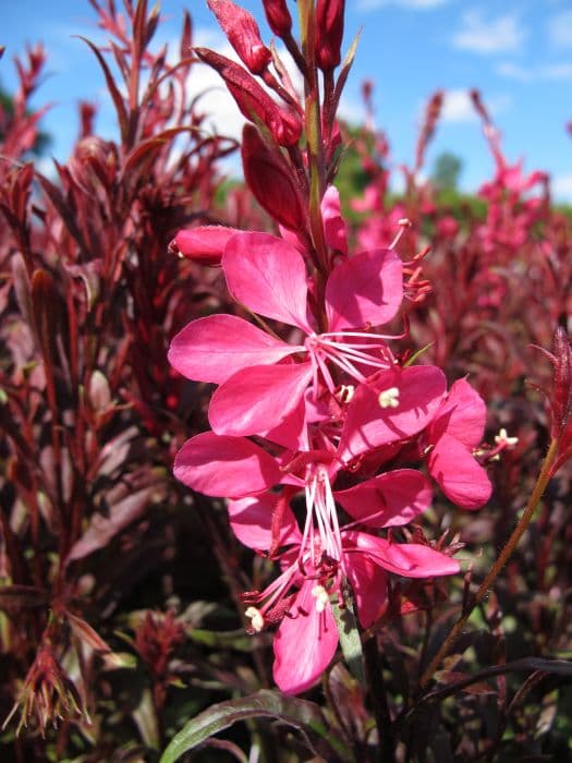 gaura [Gaudi Red]