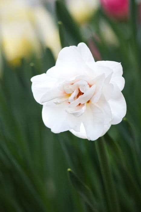 daffodil 'Acropolis'