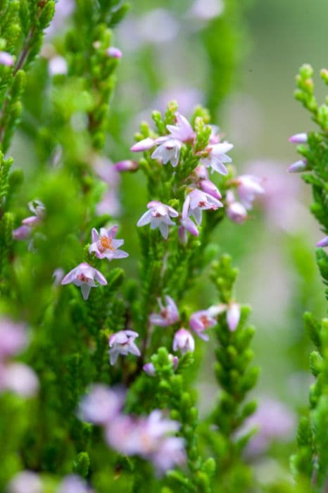 heather 'Winter Chocolate'