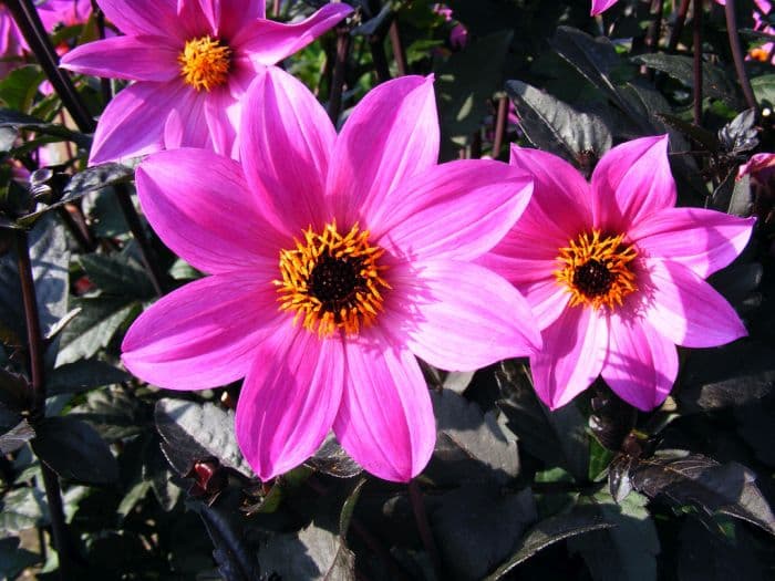 dahlia 'Magenta Star'