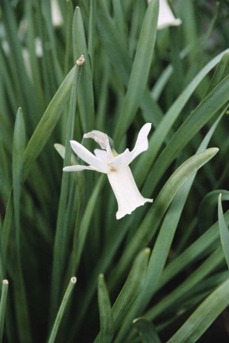 daffodil 'Tracey'