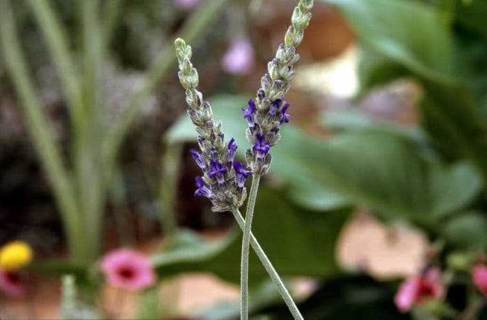 woolly lavender