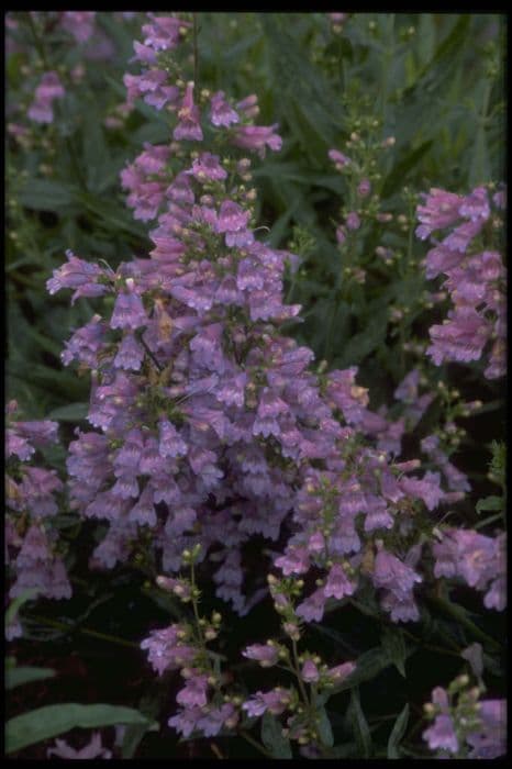 penstemon 'Margery Fish'