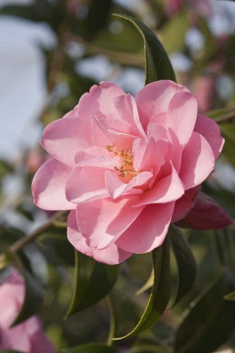 Camellia 'Daintiness'