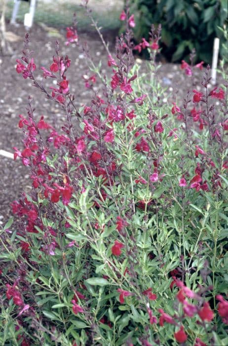 sage 'Raspberry Royale'