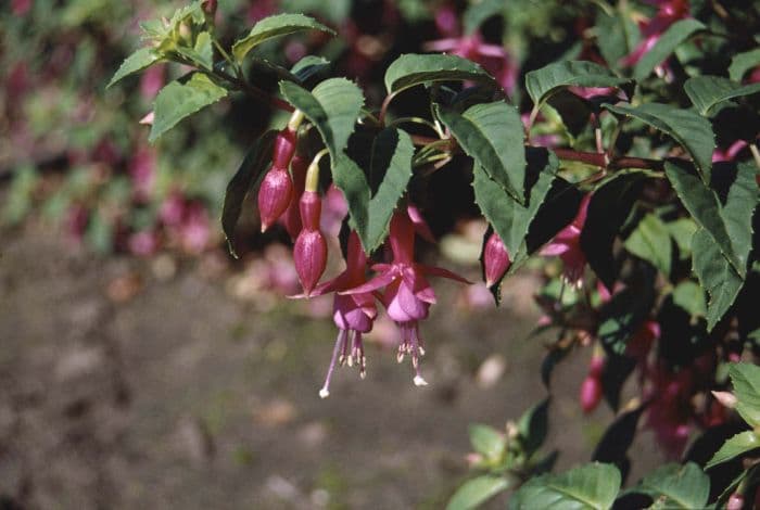 fuchsia 'Margaret Brown'