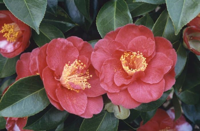 camellia 'Alexander Hunter'