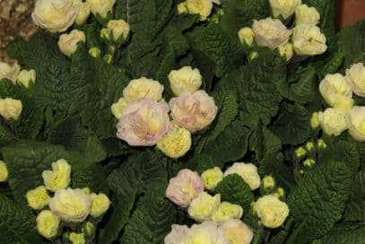 primrose [Belarina Pink Champagne]