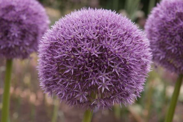Allium 'Round 'n' Purple'