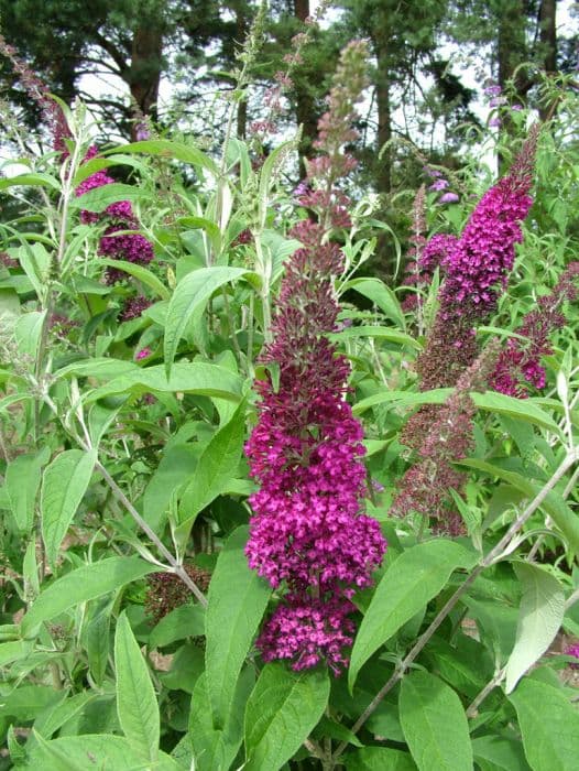 butterfly bush [Sugar Plum]