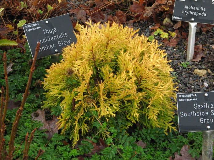 white cedar 'Amber Glow'