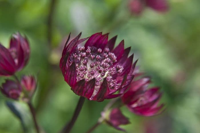 astrantia 'Moulin Rouge'