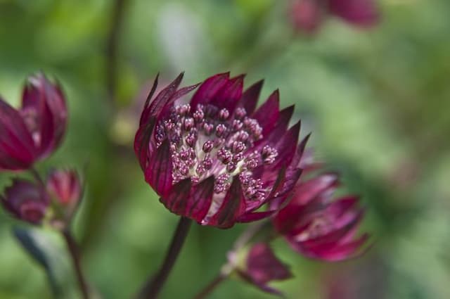 Astrantia 'Moulin Rouge'