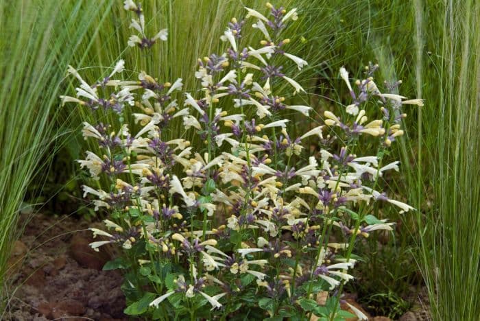 giant hyssop 'Summer Glow'