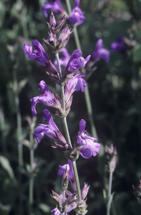 lavender-leaved sage