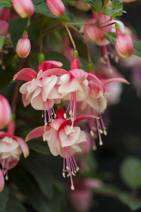 fuchsia 'Brookwood Belle'