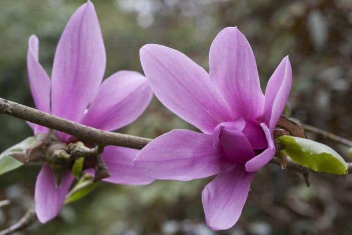 magnolia 'Caerhays Surprise'