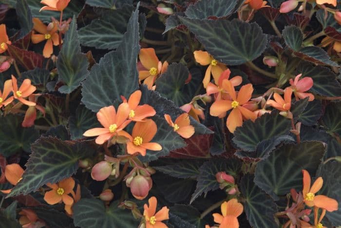 begonia 'Glowing Embers'