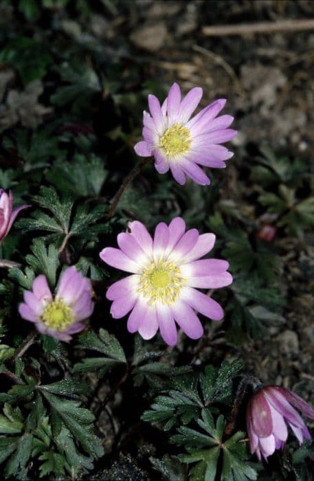 pink winter windflower