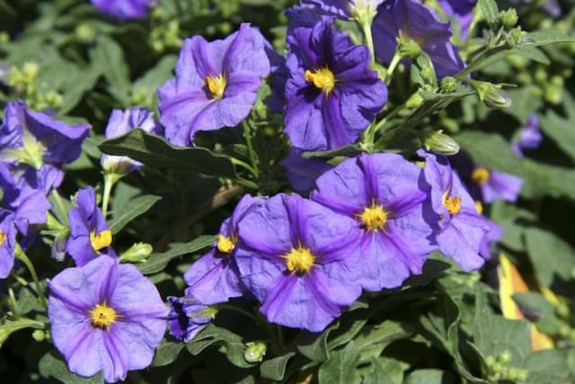 Blue potato bush