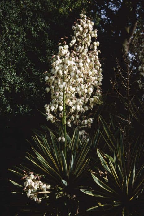 variegated Spanish dagger