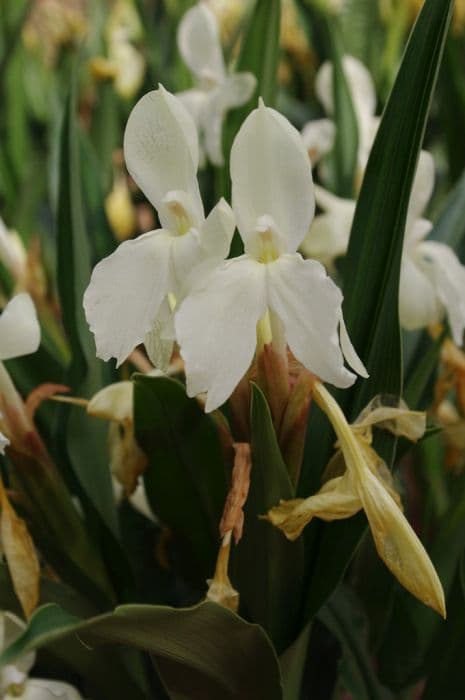 cautleya-flowered roscoea 'Abigail Bloom'