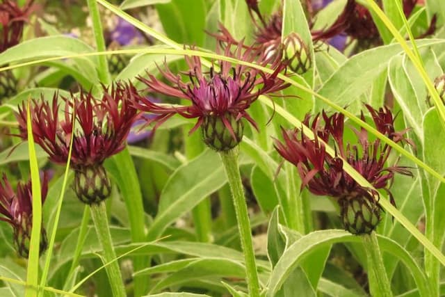 Knapweed 'Jordy'