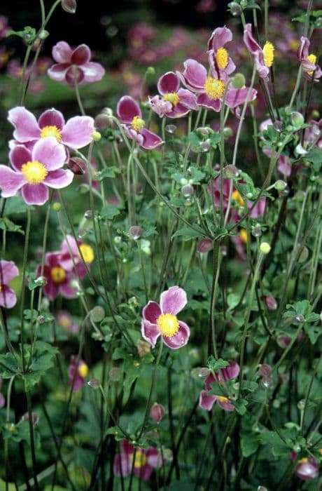 Japanese anemone 'Bowles's Pink'