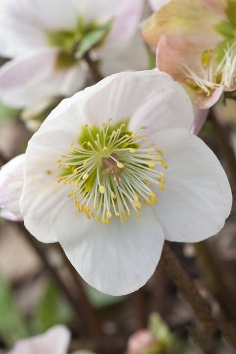 Christmas rose 'Potter's Wheel'