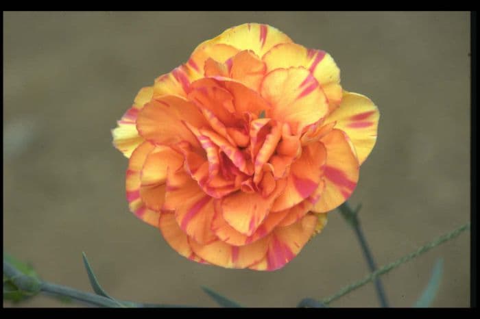 border carnation 'Sandra Neal'