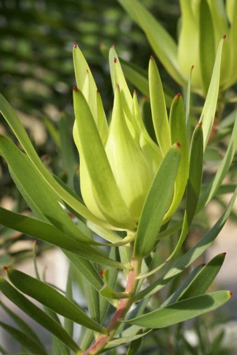 leucadendron 'Inca Gold'