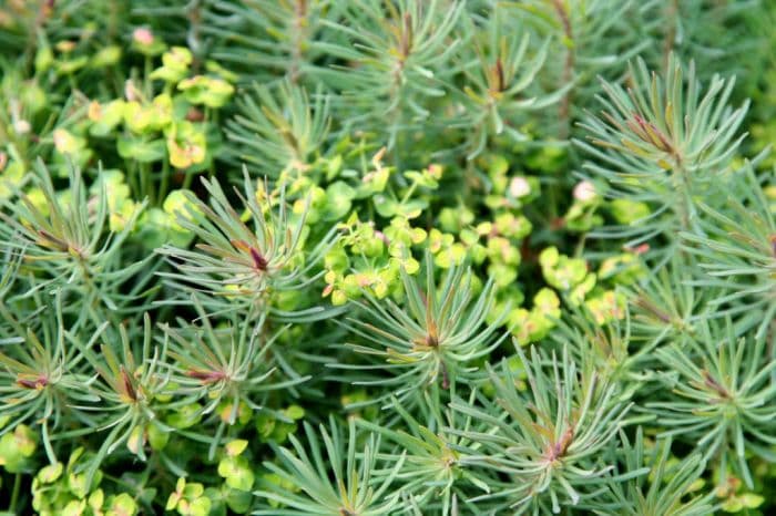 cypress spurge 'Fens Ruby'