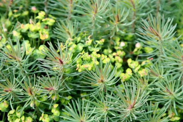 Cypress spurge 'Fens Ruby'