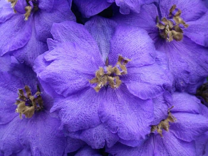 delphinium 'Bruce'