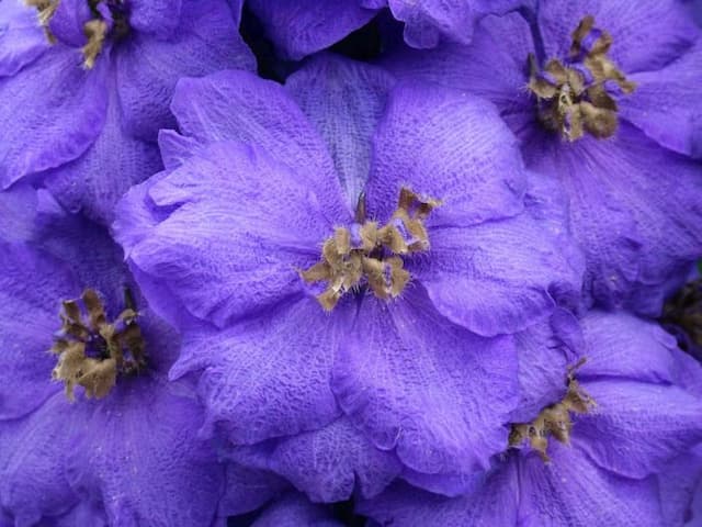 Delphinium 'Bruce'