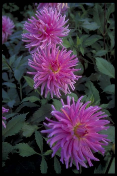 dahlia 'Pink Sensation'