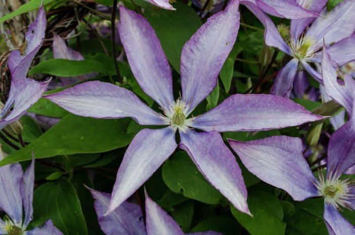 clematis 'Bagatelle'