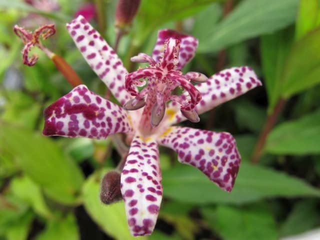 Toad lily 'Empress'