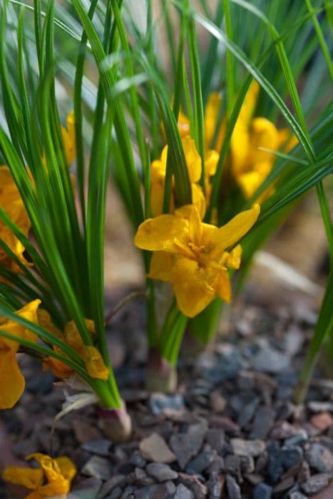 crocus 'Kiss of Spring'